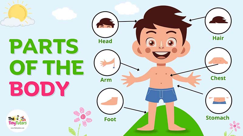 Parts of the body name