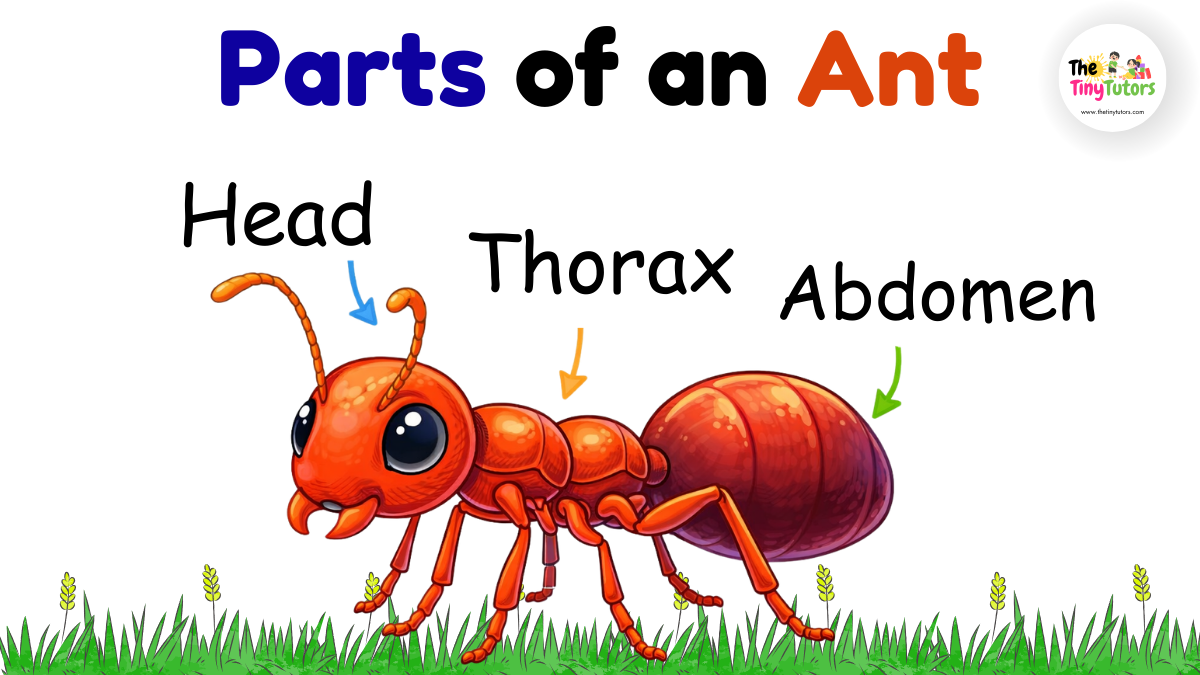 Parts of an Ant