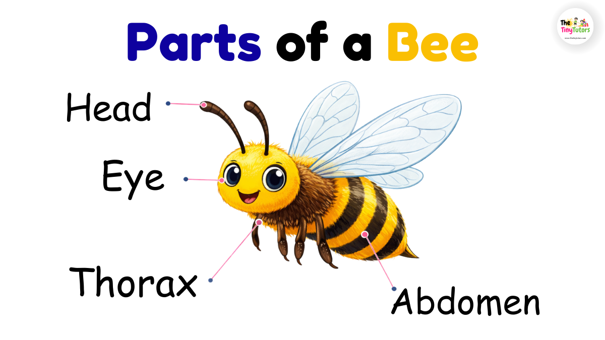 Parts of an Bee
