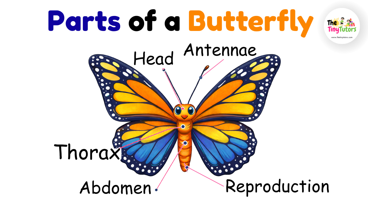 Parts of an Butterfly