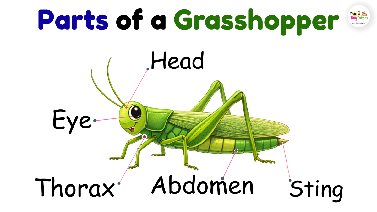 Parts of an Grasshopper