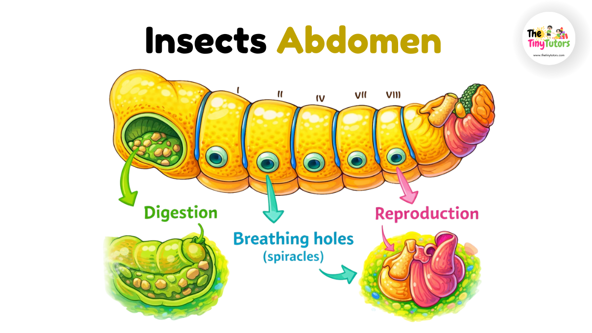 The Abdomen – The Body’s Working Area