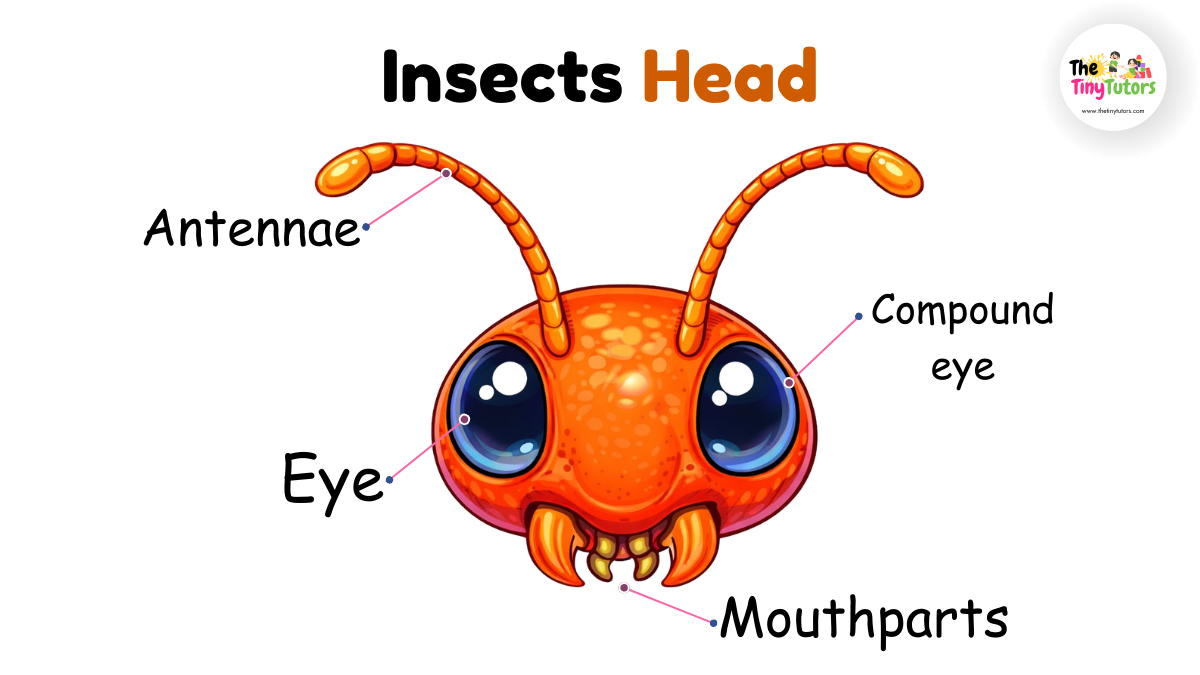 The Head – The Control Center of an Insect