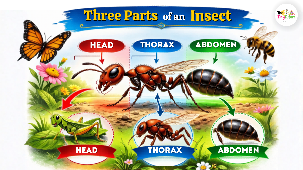Three Parts of an Insect for kids