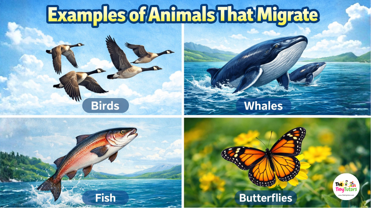 examples of animals that migrate infographic showing birds whales fish and butterflies in different environments