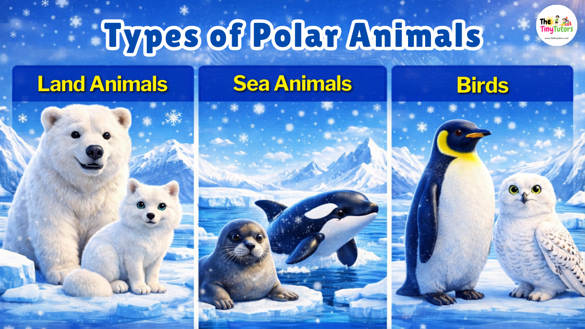 Types of Polar Animals For Kids