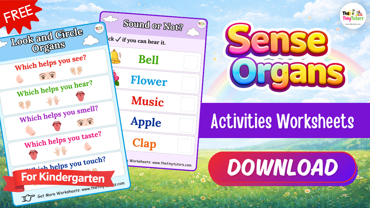Sense organs worksheet for kindergarten with download button and activities to learn sight, hearing, smell, taste, and touch.