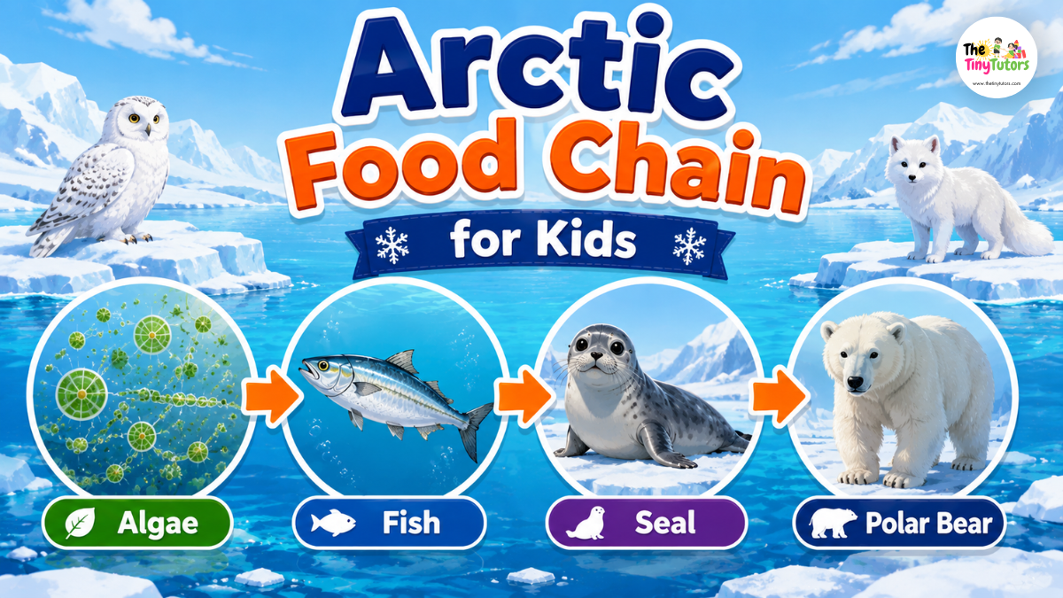 Arctic Food Chain for Kids