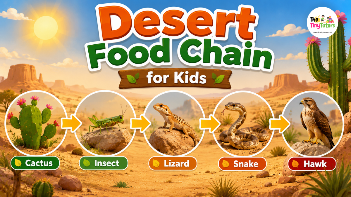 Desert Food Chain for Kids