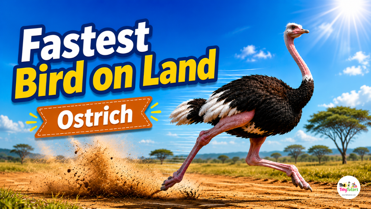 Ostrich running fast across dry land under blue sky and sunlight