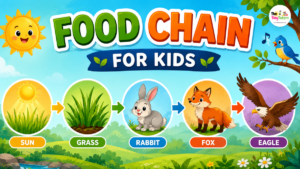 Food chain for kids showing sun, grass, rabbit, fox, and eagle sequence