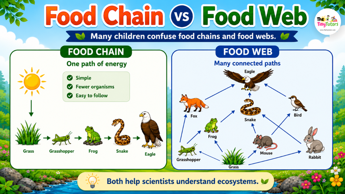 Food Chain vs Food Web for Kids