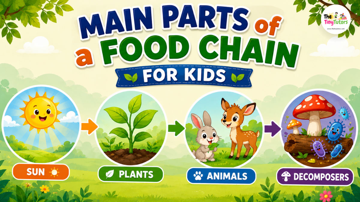 Main Parts of a Food Chain for Kids