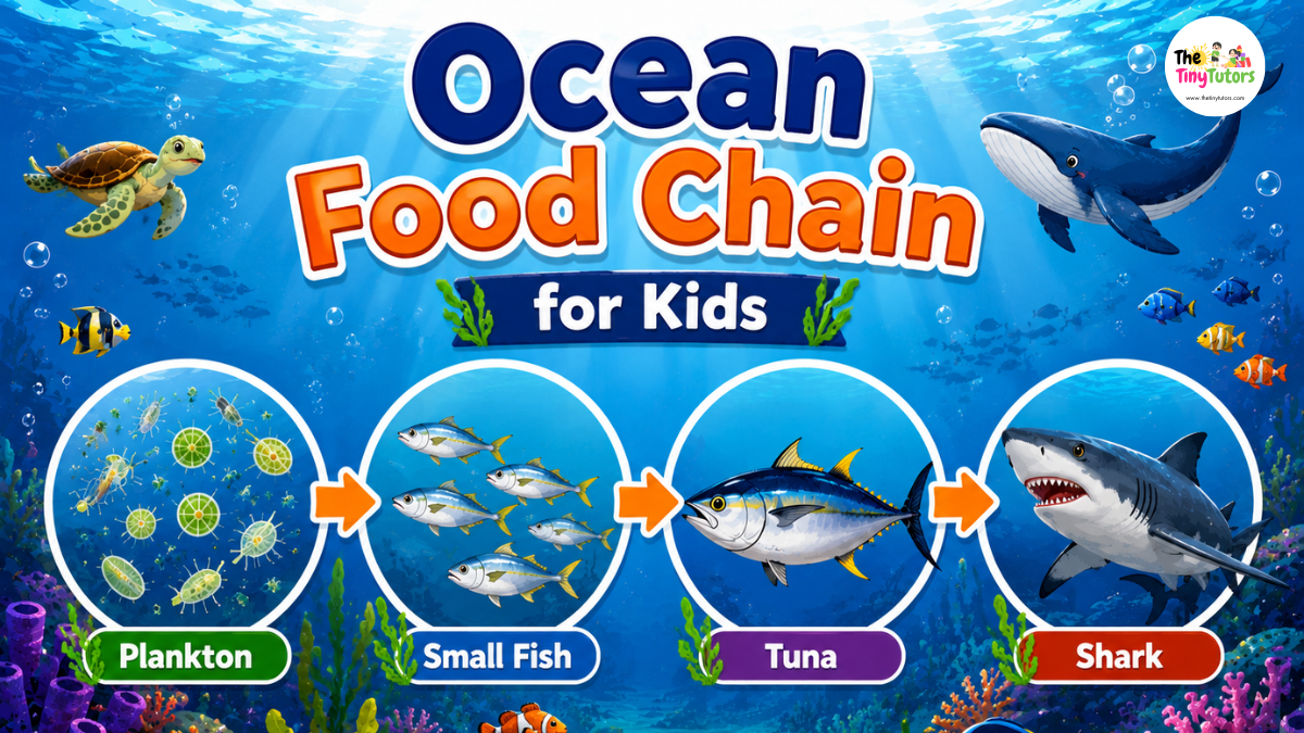 Ocean Food Chain for Kids