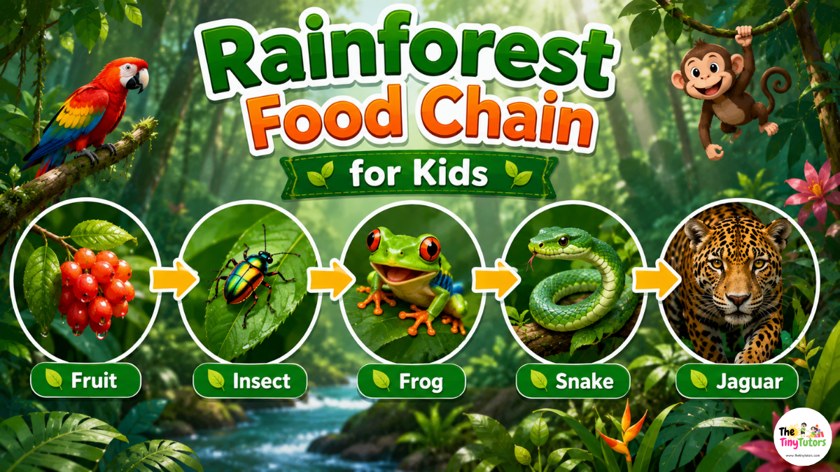Rainforest Food Chain for Kids